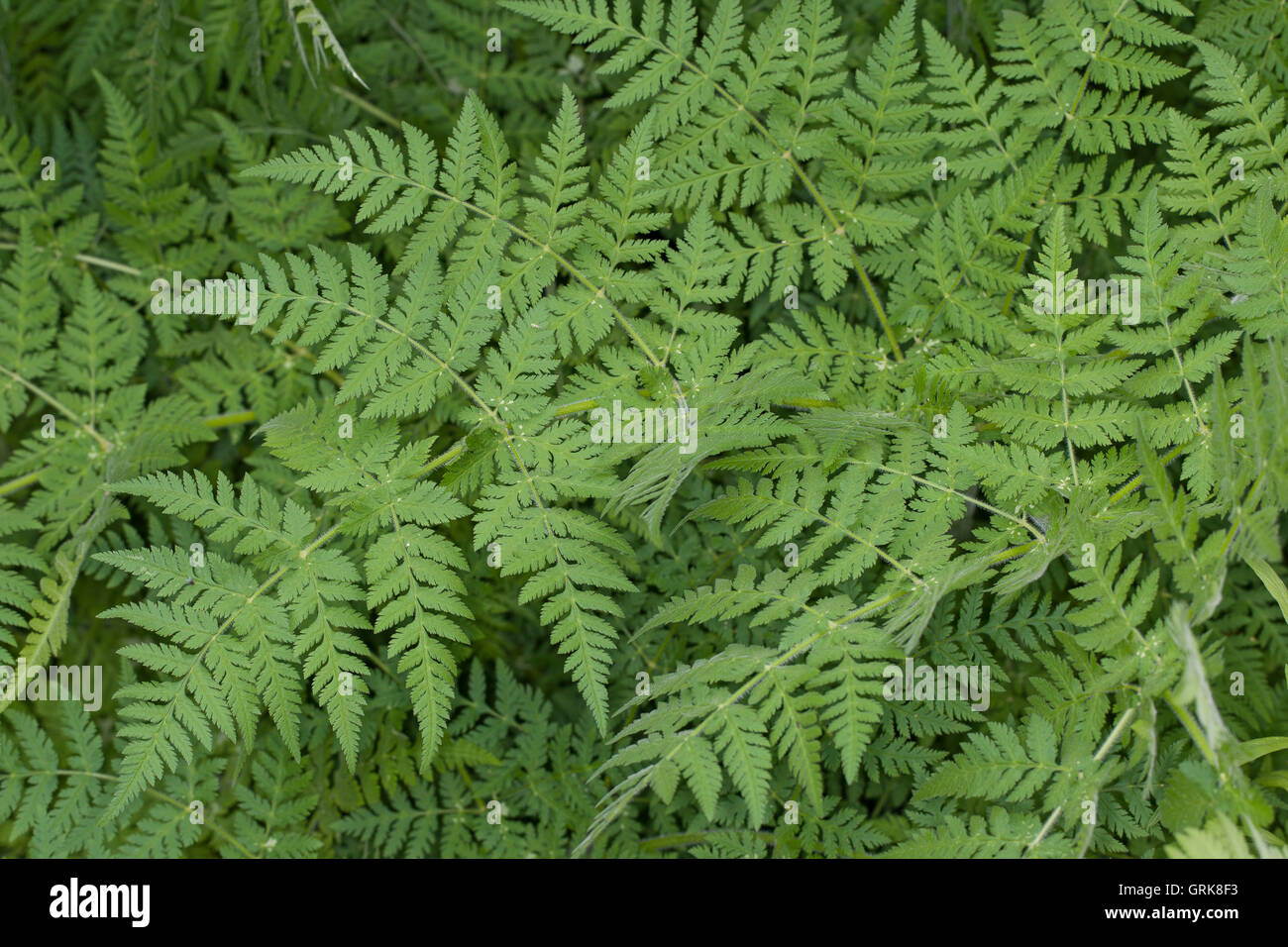 Süßdolde Myrrhencurbel, Süß,-Myrrhen-Curbel Süssdolde Dolde,,, Blatt, Blätter, Myrrhis odorata, syn. Scandix odorata, Sweet Cice Banque D'Images