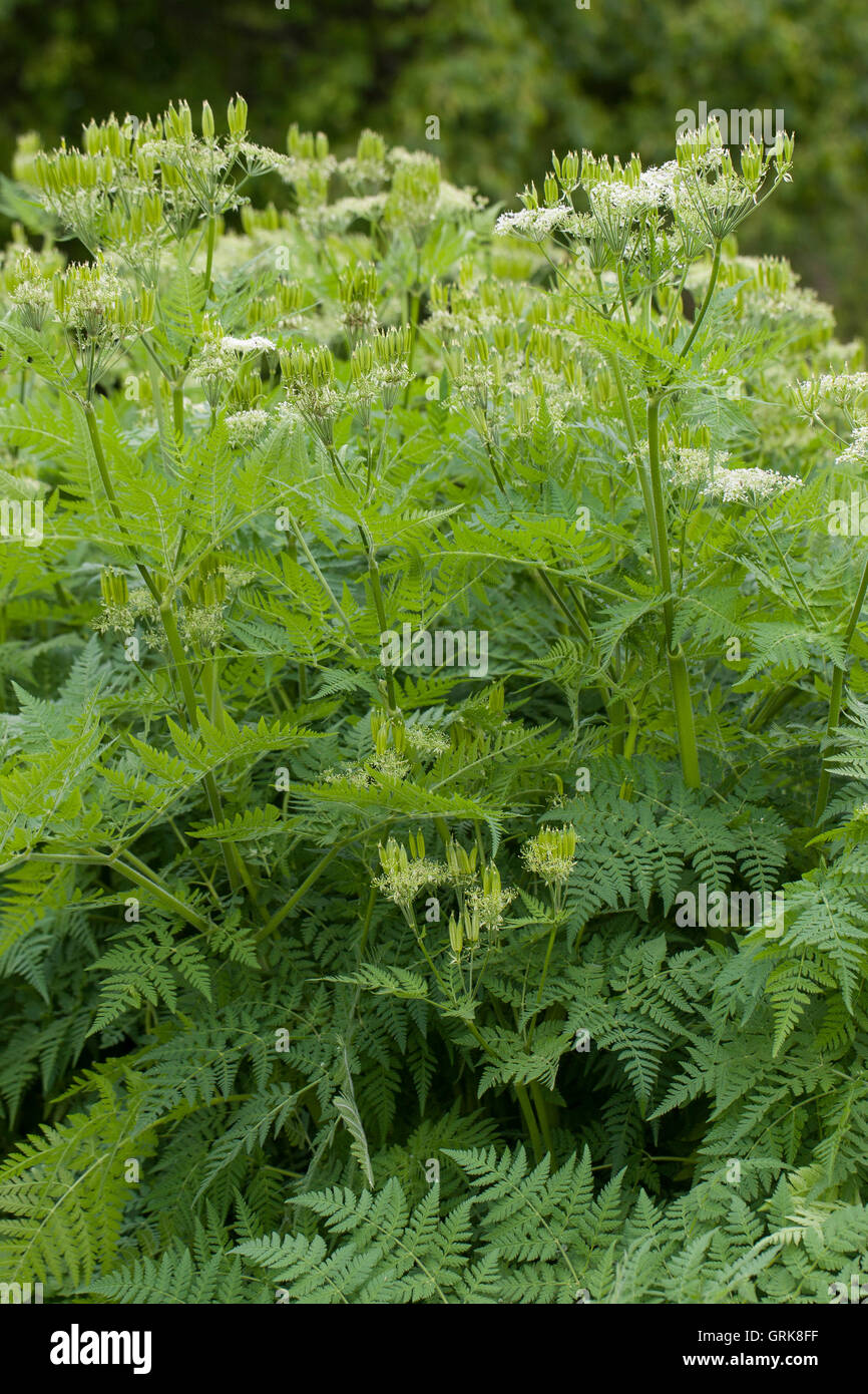 Süßdolde Myrrhencurbel, Süß,-Myrrhen-Curbel Süssdolde Dolde,,, Myrrhis odorata, syn. Scandix odorata, Sweet Cicely, Sweet-Cicely Banque D'Images