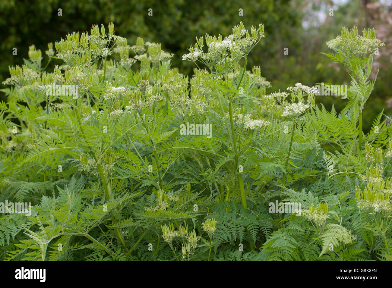 Süßdolde Myrrhencurbel, Süß,-Myrrhen-Curbel Süssdolde Dolde,,, Myrrhis odorata, syn. Scandix odorata, Sweet Cicely, Sweet-Cicely Banque D'Images