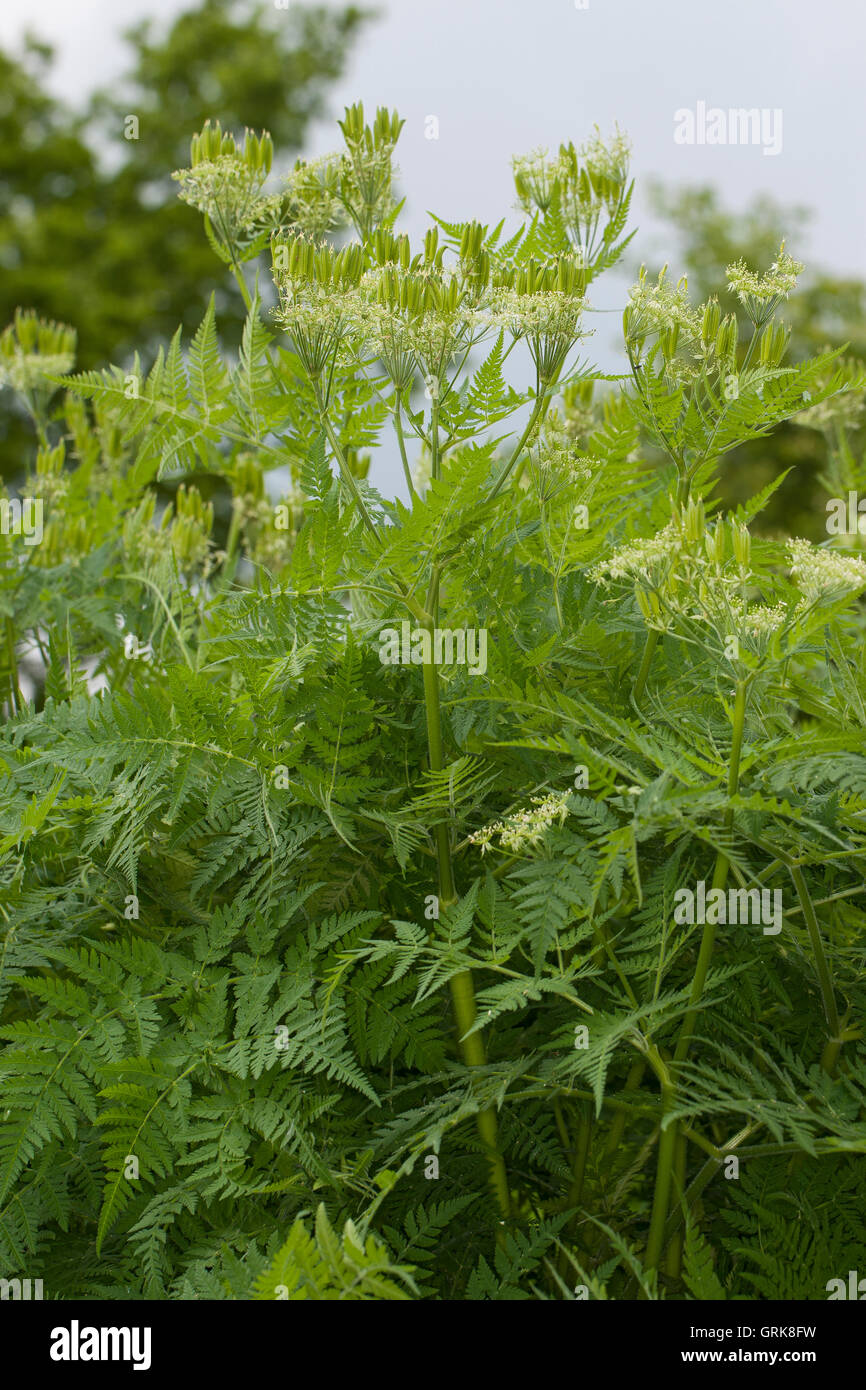 Süßdolde Myrrhencurbel, Süß,-Myrrhen-Curbel Süssdolde Dolde,,, Myrrhis odorata, syn. Scandix odorata, Sweet Cicely, Sweet-Cicely Banque D'Images