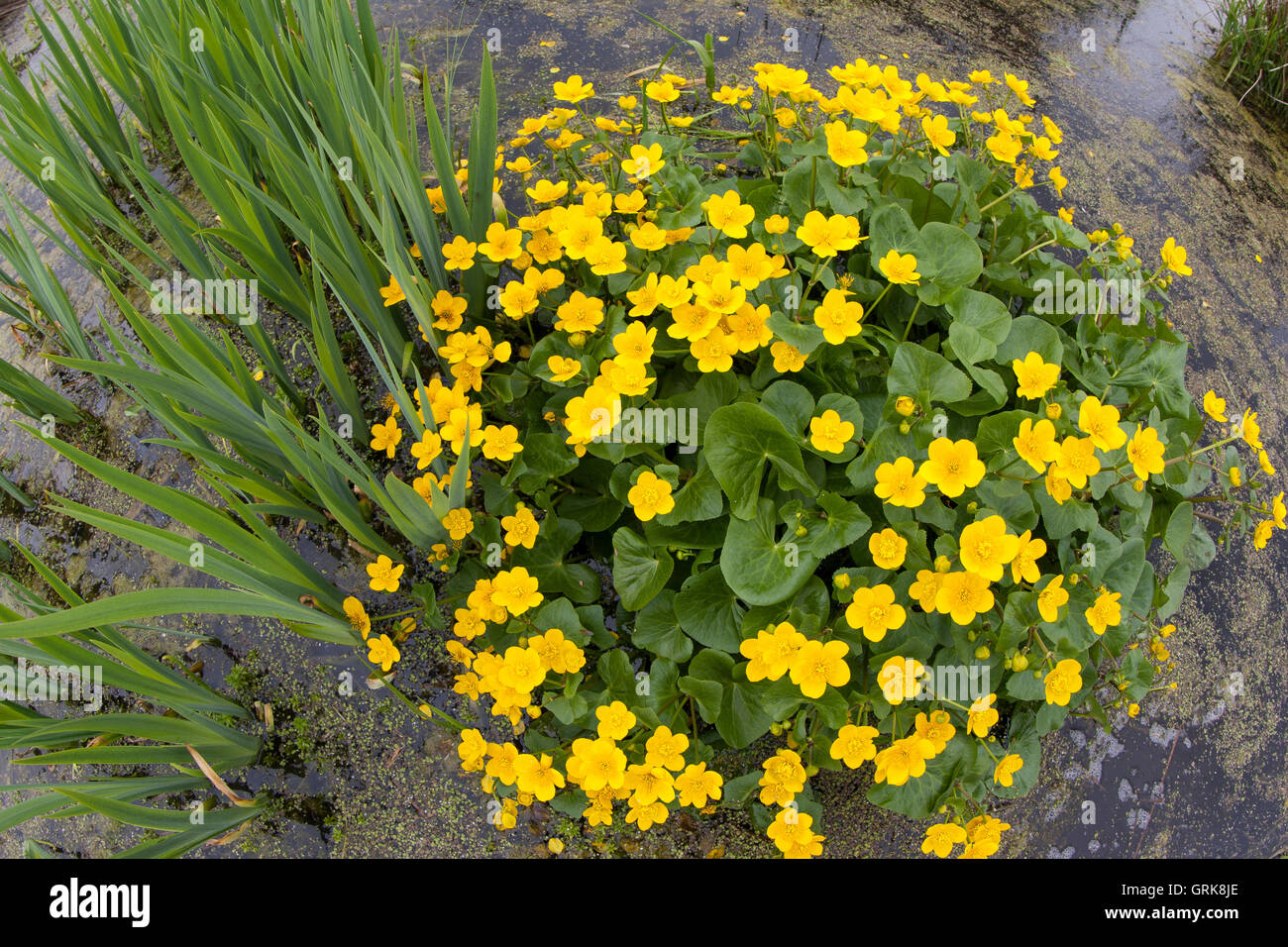 Sumpf-Dotterblume Sumpfdotterblume Dotterblume,,, Caltha palustris, Kingcup Kingscup, Populage des marais, Populage des marais, Banque D'Images