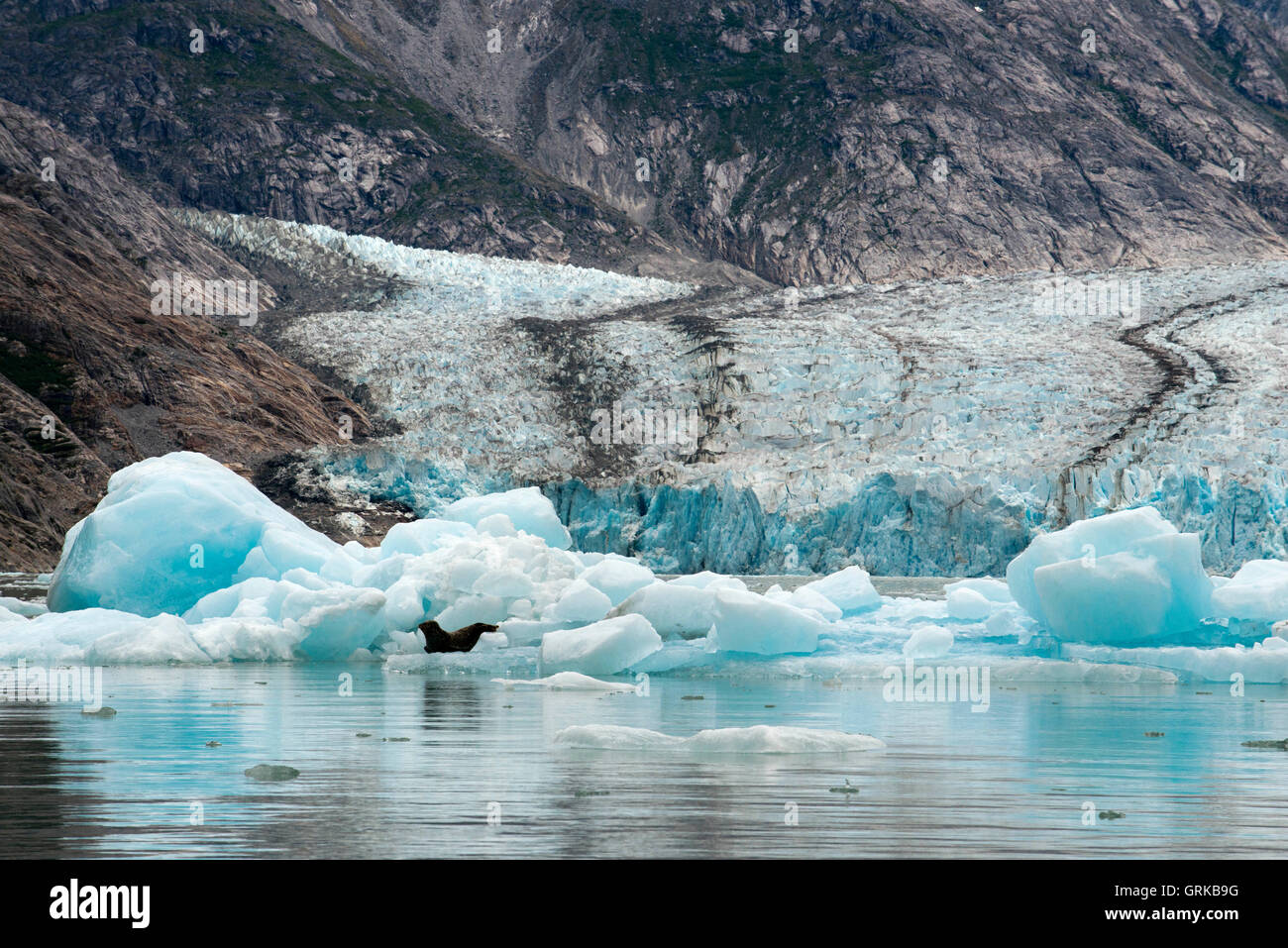 Phoque commun (Phoca vitulina), au sud du glacier Sawyer, Tracy Arm-Ford la terreur de l'espace sauvage, le sud-est de l'Alaska, USA. Cliff-walle Banque D'Images