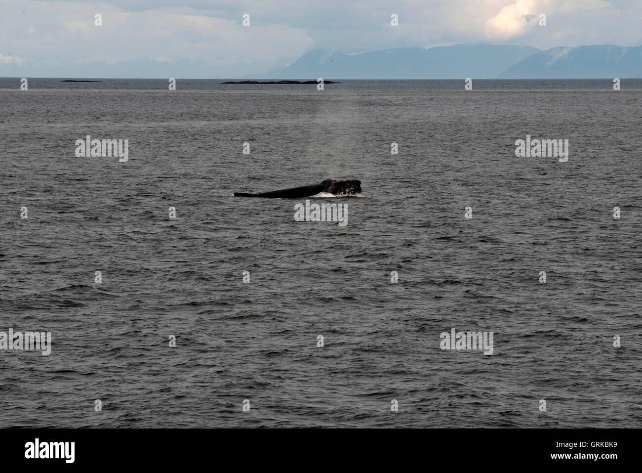 Les baleines à bosse et de soufflage et cinq doigts de plongée phare. Frederick Sound. Stephen's Passage. Petersberg. De l'Alaska. Passer e Banque D'Images