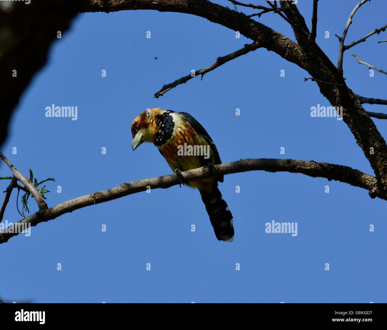 Barbican promépic (Trachyphonus vaillantii) mâle. Noir blanc rouge jaune et d'oiseaux de l'Afrique australe. Banque D'Images