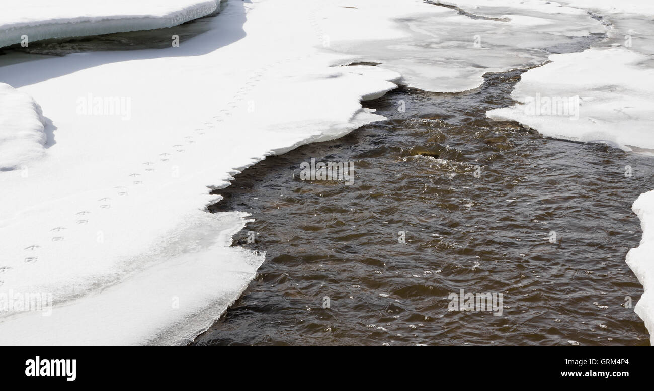 Pistes de canard sur une fine couche de glace et de neige le long de l'eau de ruissellement du printemps a soulevé. Banque D'Images