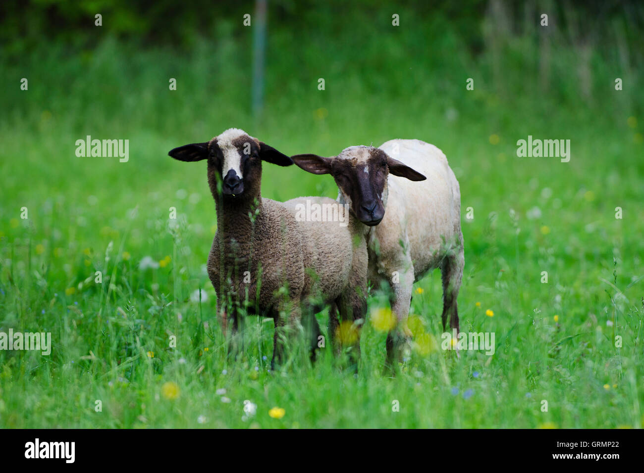 Mouton européen, campagne, Slovaquie Banque D'Images