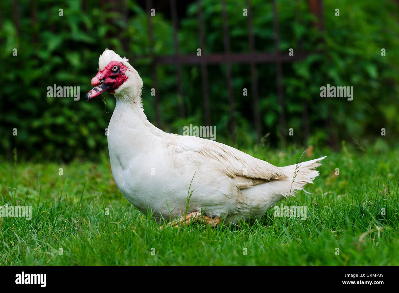 Canard blanc en campagne, Europe Banque D'Images