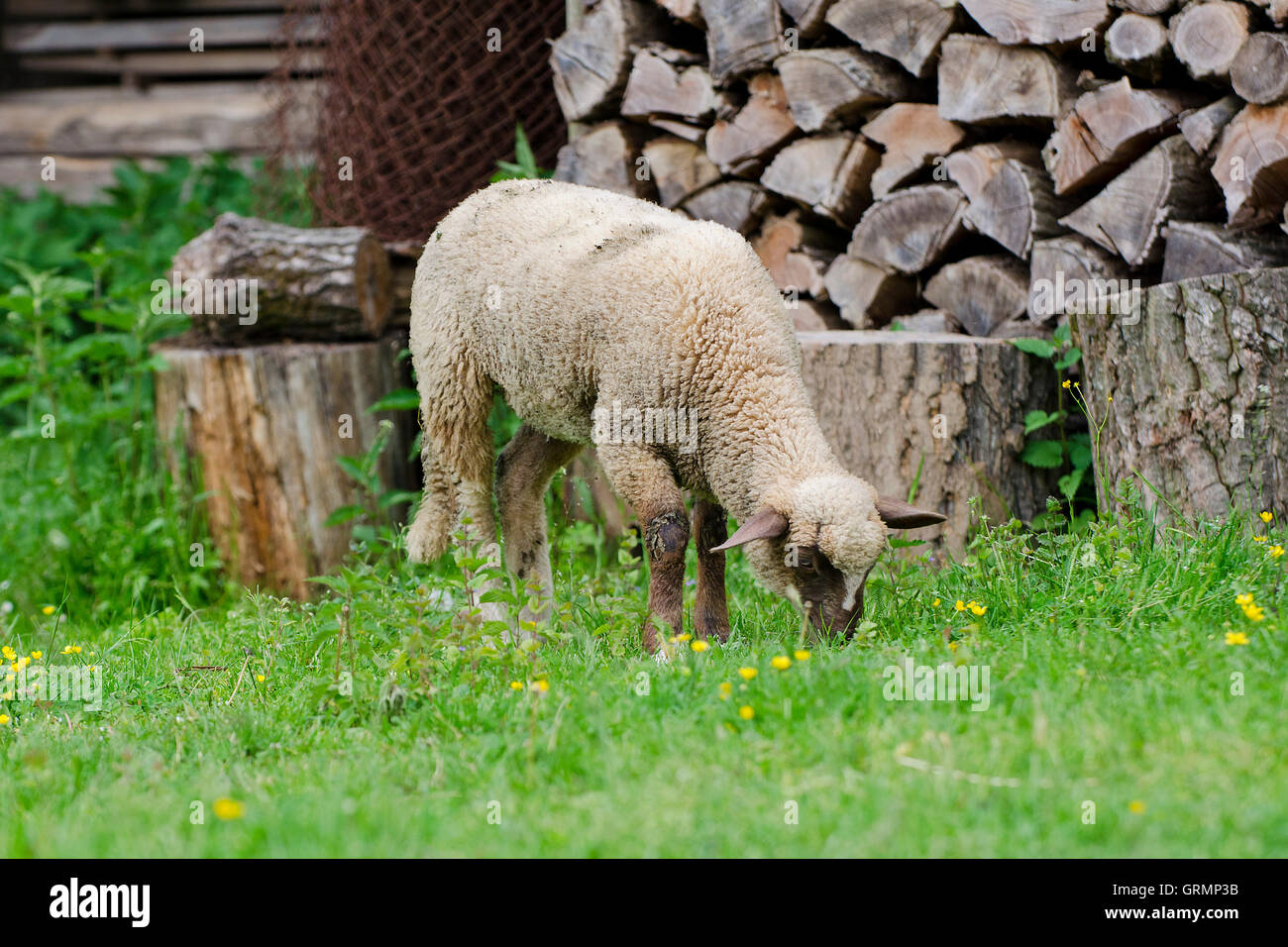 Mouton européen, campagne, Slovaquie Banque D'Images