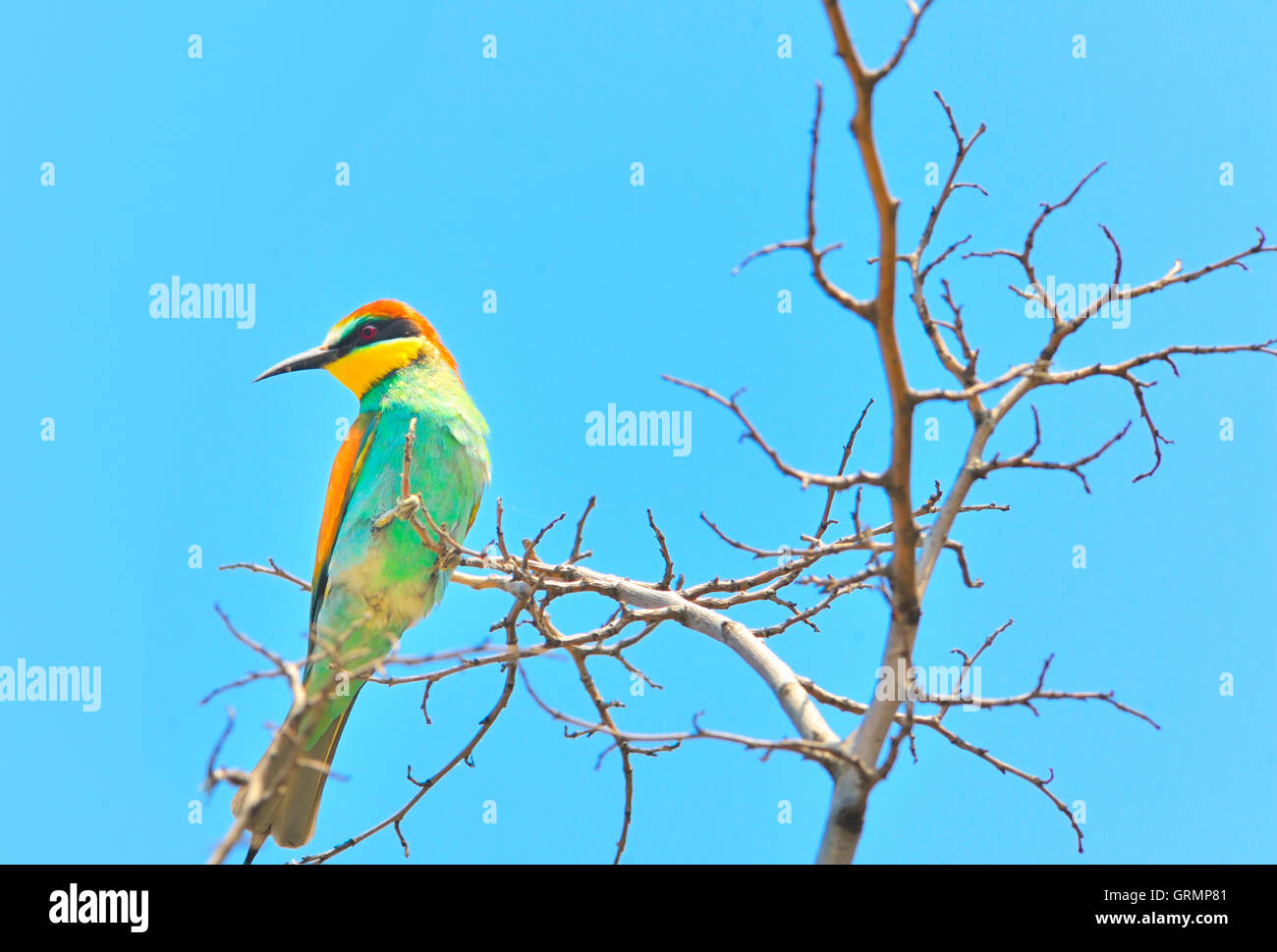 Guêpier d'Europe (Merops apiaster) piscine en plein air Banque D'Images