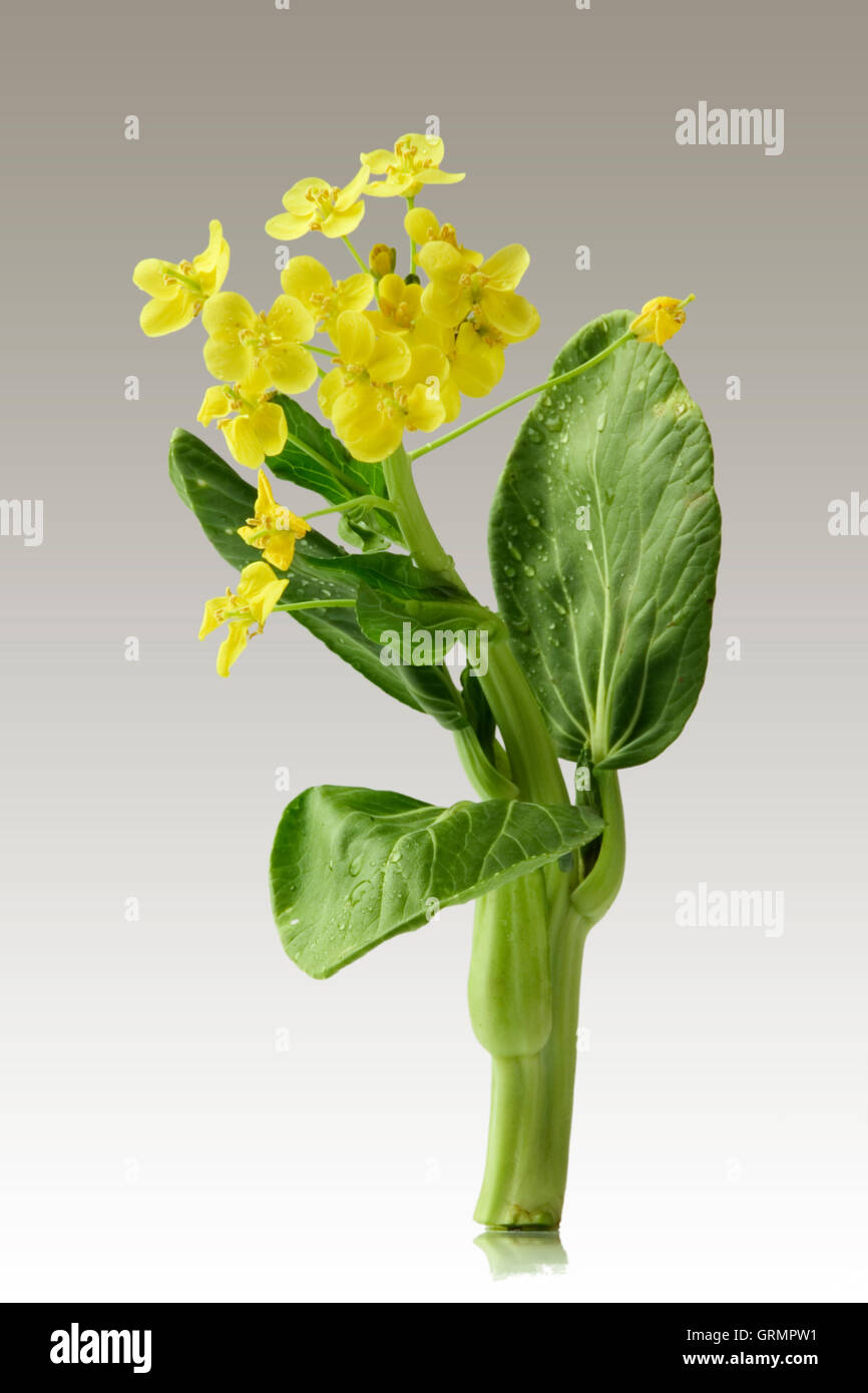 Fleur jaune d'un chou chinois Photo Stock - Alamy