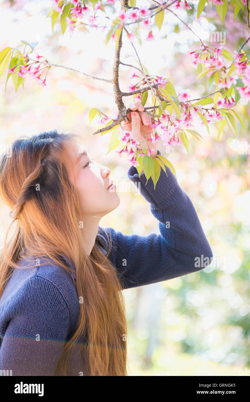 Asian woman with Cherry himalayen ou fleur de cerisier Banque D'Images