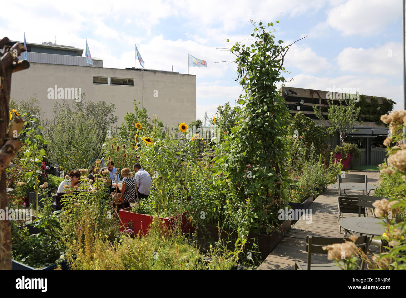 Les personnes bénéficiant d'une 'pop-up' jardin construite sur la terrasse de toit en béton au-dessus du Queen Elizabeth Hall à Londres du South Bank. Banque D'Images