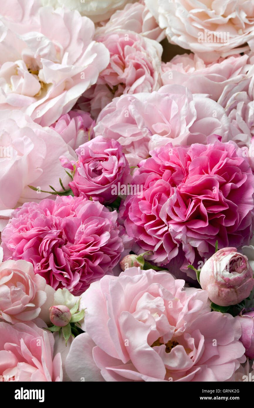Image en arrière-plan de rose bouquet de roses anglais Banque D'Images