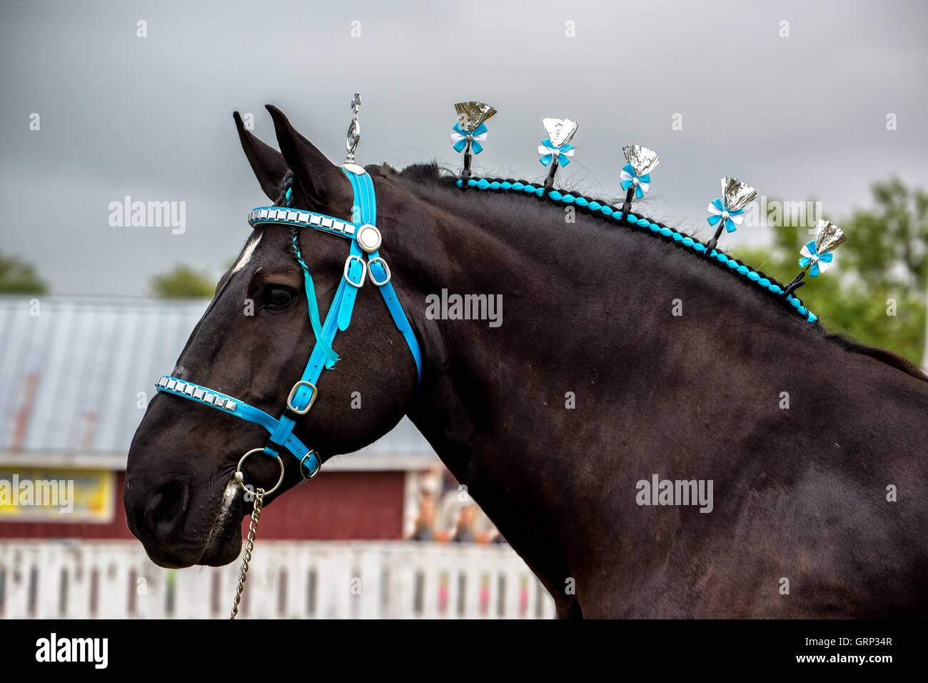 Chevaux de pistes damées pour le spectacle. Banque D'Images