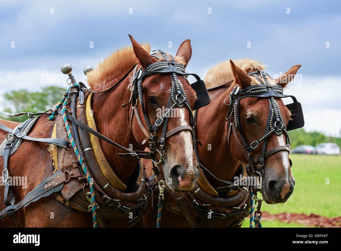 Une paire de chevaux de trait dans le faisceau complet Banque D'Images
