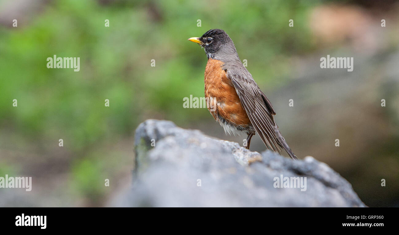 [Robin Turdus migratorius] sur le sol pierreux. Central Park, NYC. Banque D'Images