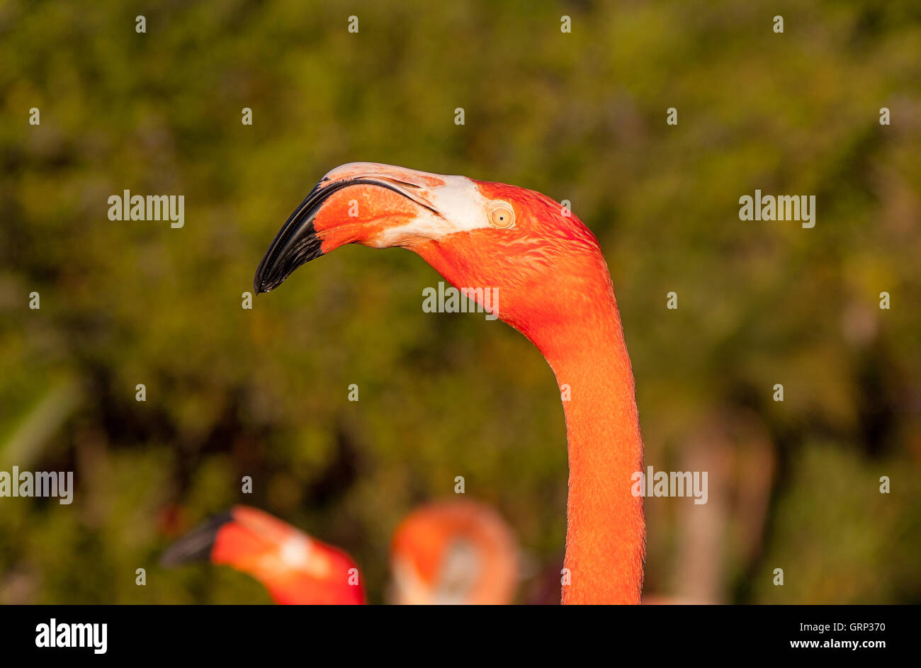 Un portrait d'un flamant rose [Phoenicopterus]. En Floride, aux États-Unis. Banque D'Images