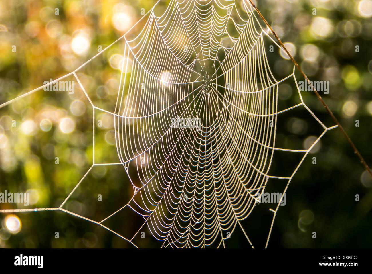 Une araignée couverte de gouttelettes de rosée Banque D'Images