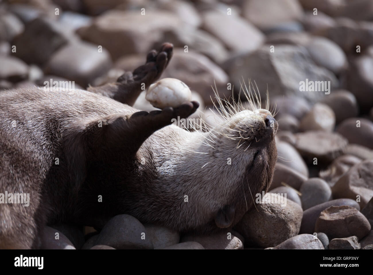 Otter jouant dans l'eau Banque D'Images