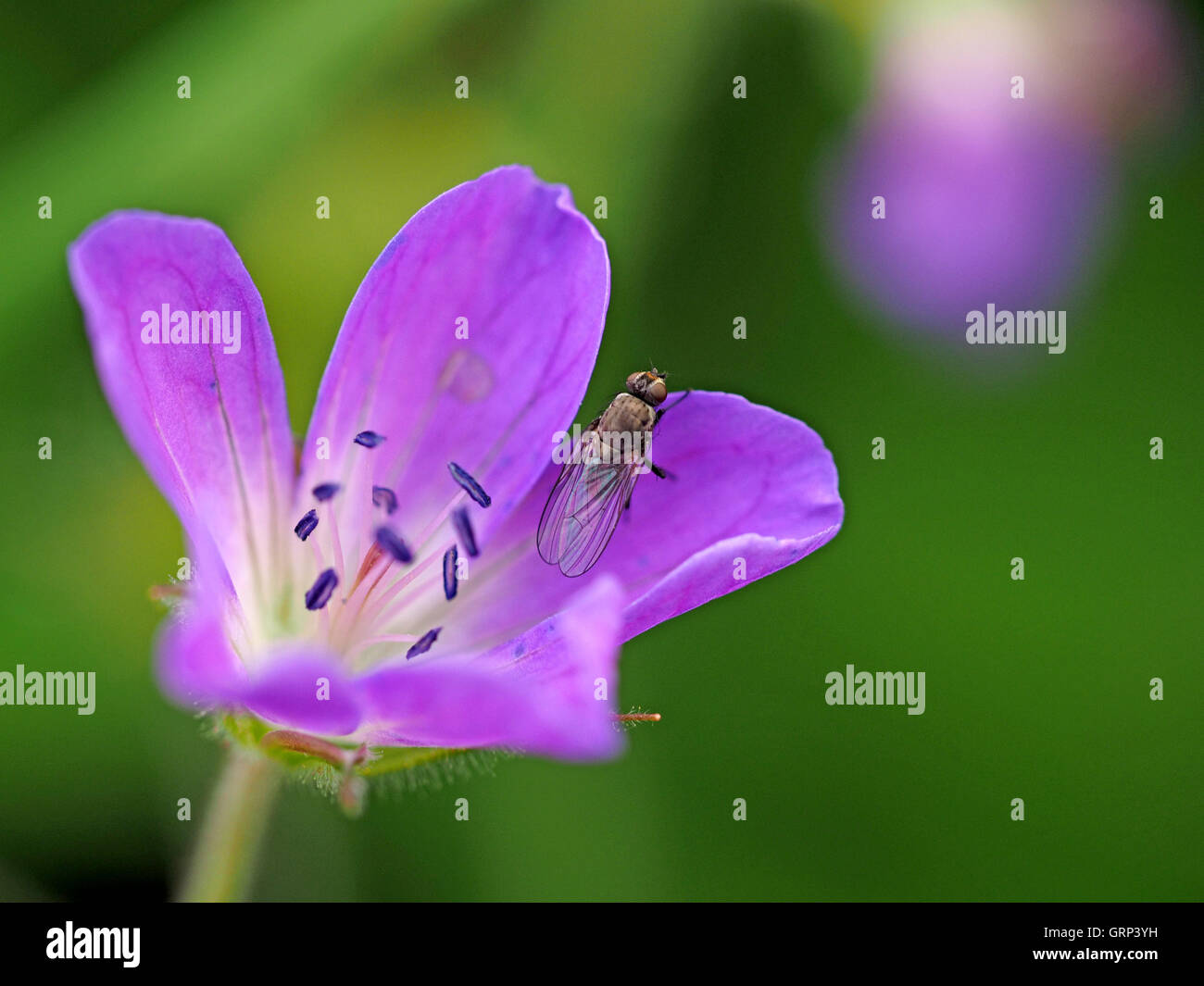 Mouche domestique Fannia canicularis (moindre) sur bois de fleurs de mauve géranium sanguin (Geranium sylvaticum) contre imprégnée background Banque D'Images