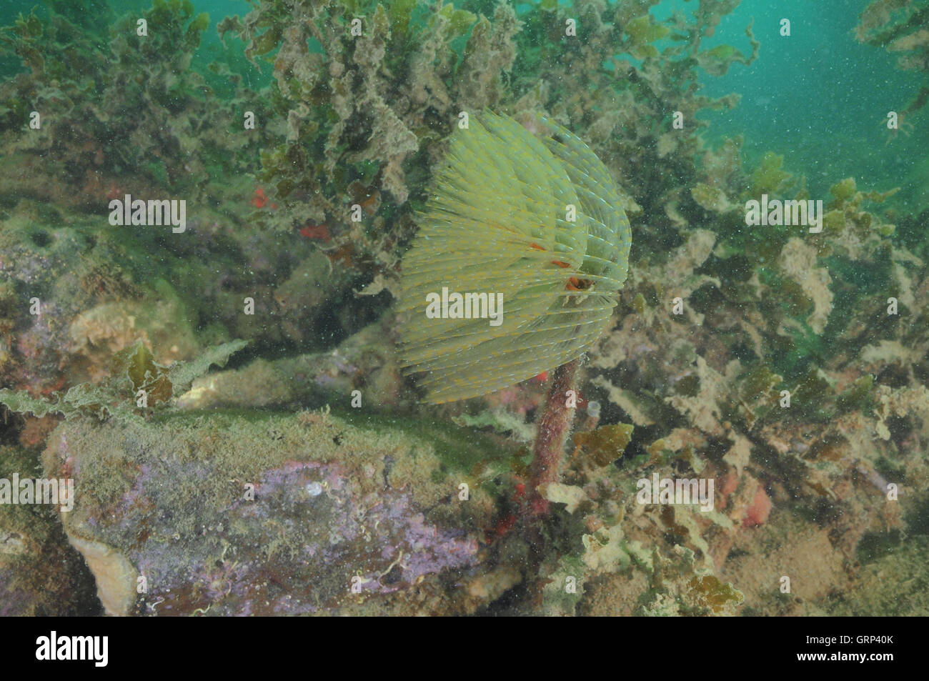 Sabella spallanzanii fanworm méditerranéen entre l'algue brune dans l'eau trouble Banque D'Images