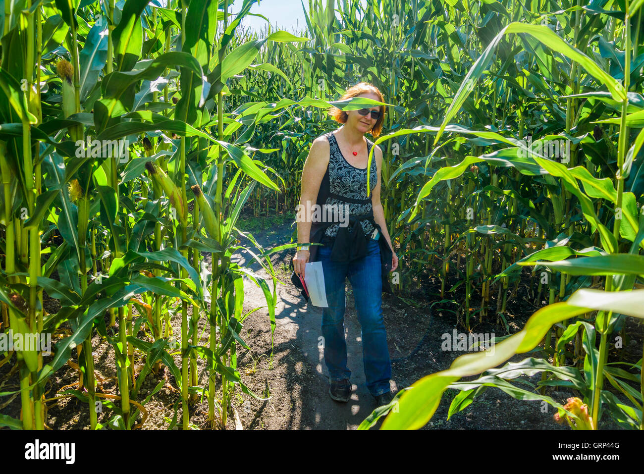 Femme naviguant dans un Labyrinthe de maïs, Pitt Meadows, Colombie-Britannique, Canada Banque D'Images