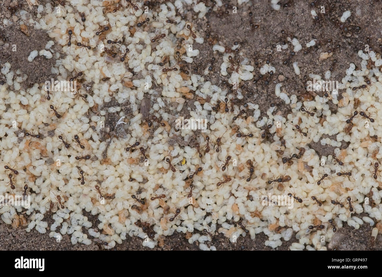 Les fourmis rouge Solenopsis (espèces) dans nid, déplacer les nymphes Est des Etats-Unis Banque D'Images