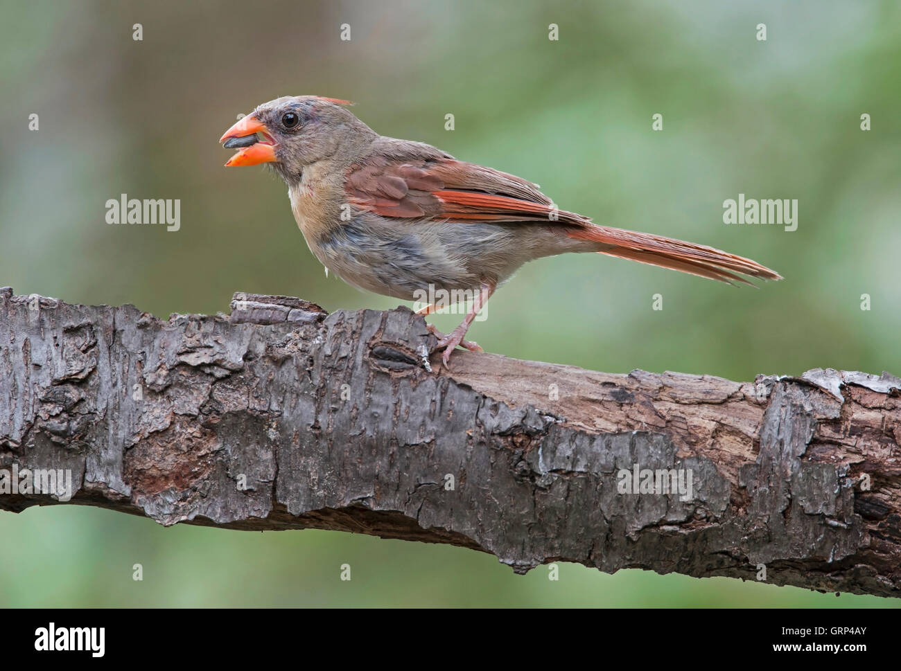 Cardinal rouge Cardinalis cardinalis femelle graines de manger et commence à muer, est de l'Amérique du Nord Banque D'Images