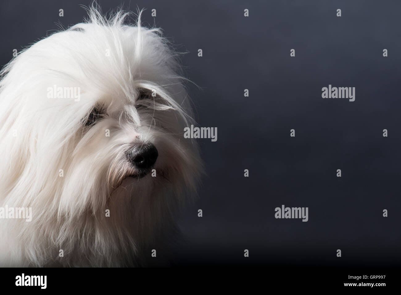 Portrait d'un Coton du Tulear Banque D'Images