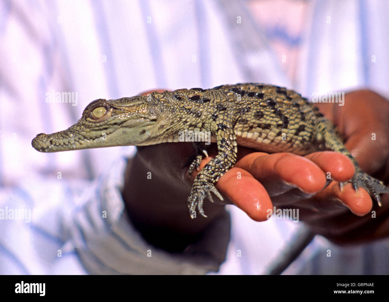 Bebe Crocodile Du Nil Crocodylus Niloticus Assouan En Haute Egypte Photo Stock Alamy