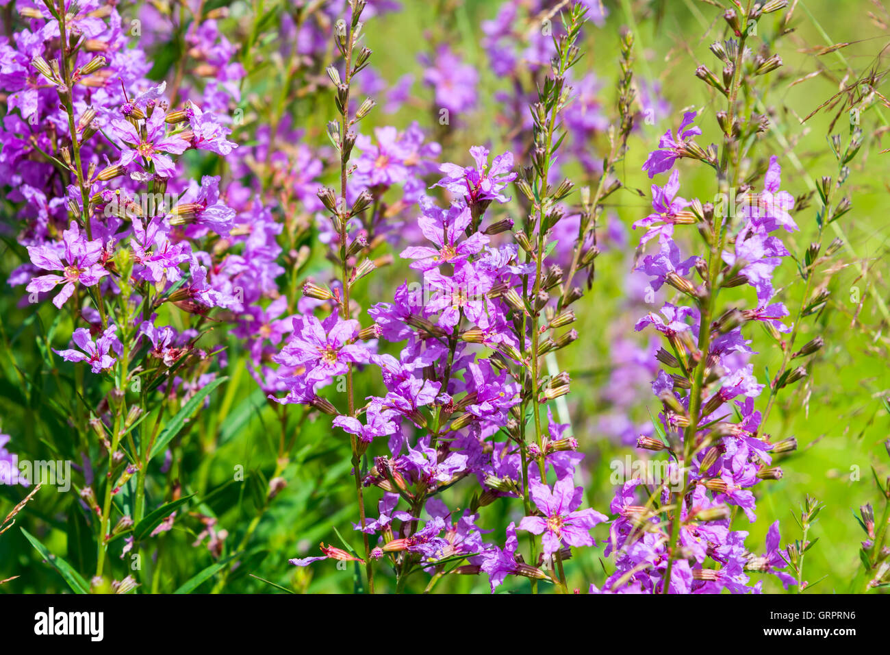 Summer meadow avec fleurs violettes dans l'herbe verte. Belle floraison d'été sur le terrain. Banque D'Images