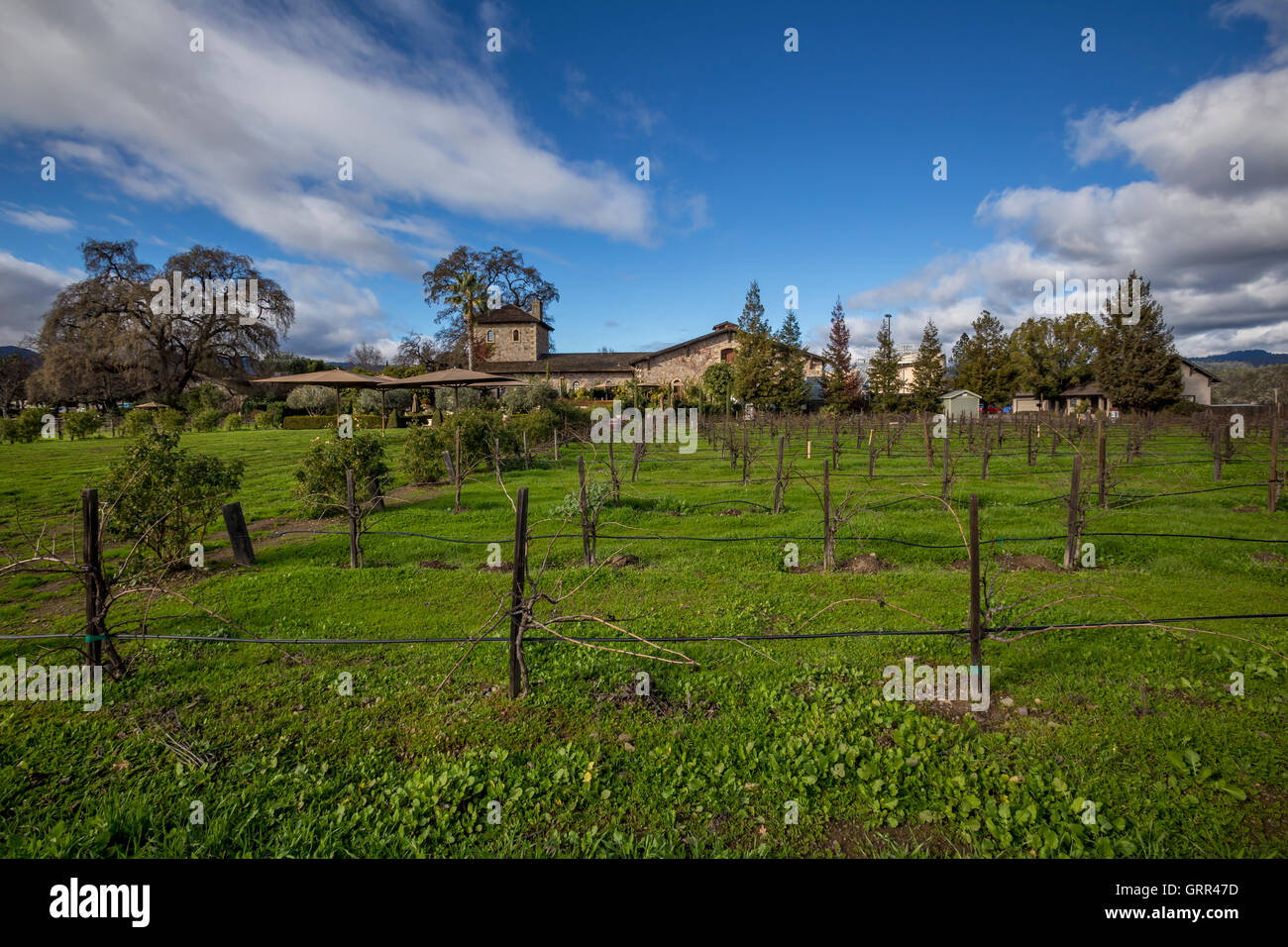 Vignoble du domaine, V Sattui Winery, Napa Valley, Comté de Napa, Californie, Etats-Unis, Amérique du Nord Banque D'Images