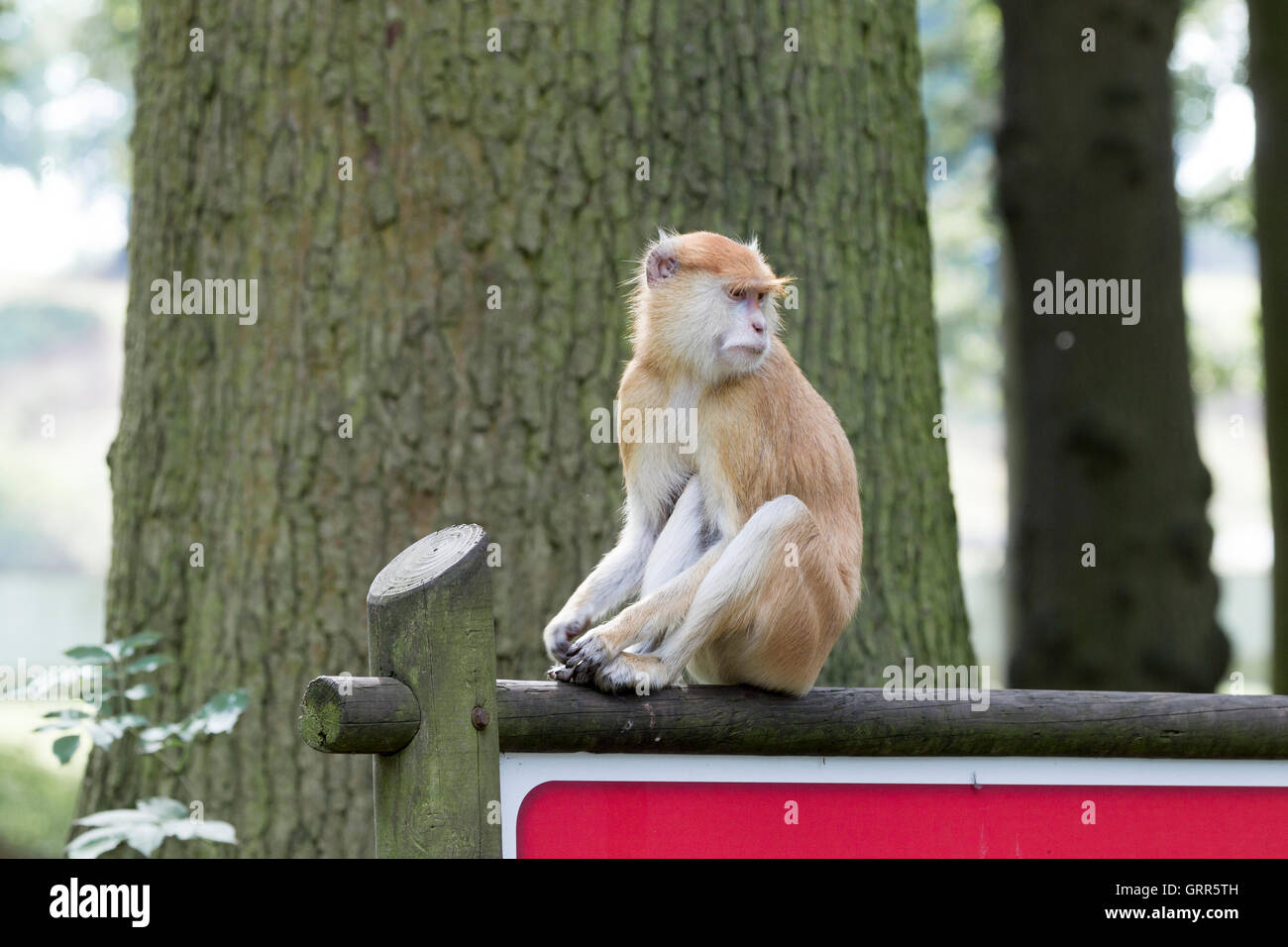 Macaque de barbarie. Macaca sylvanus, le Woburn Safari Park. Banque D'Images