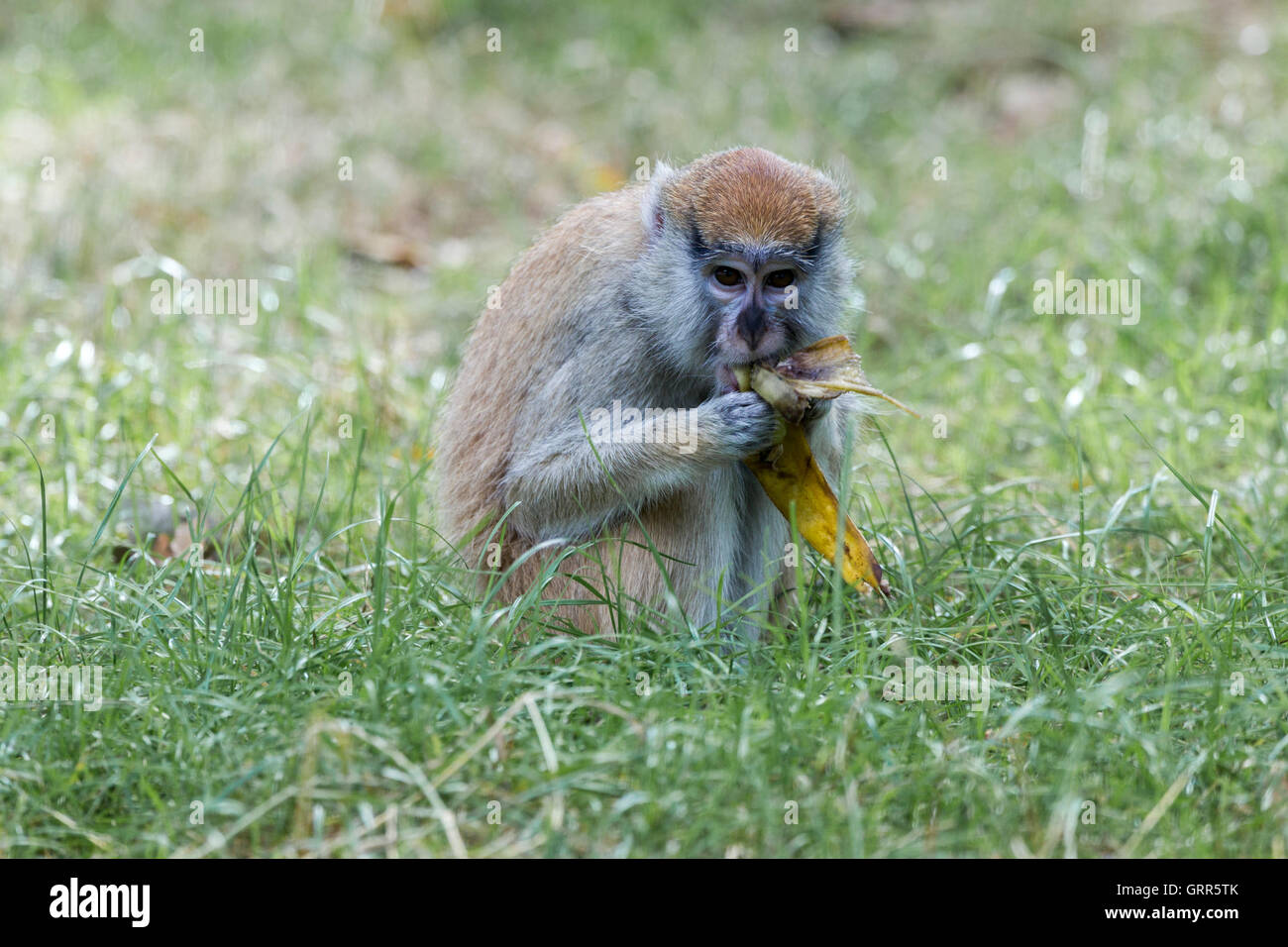 Macaque de barbarie. Macaca sylvanus, le Woburn Safari Park. Banque D'Images