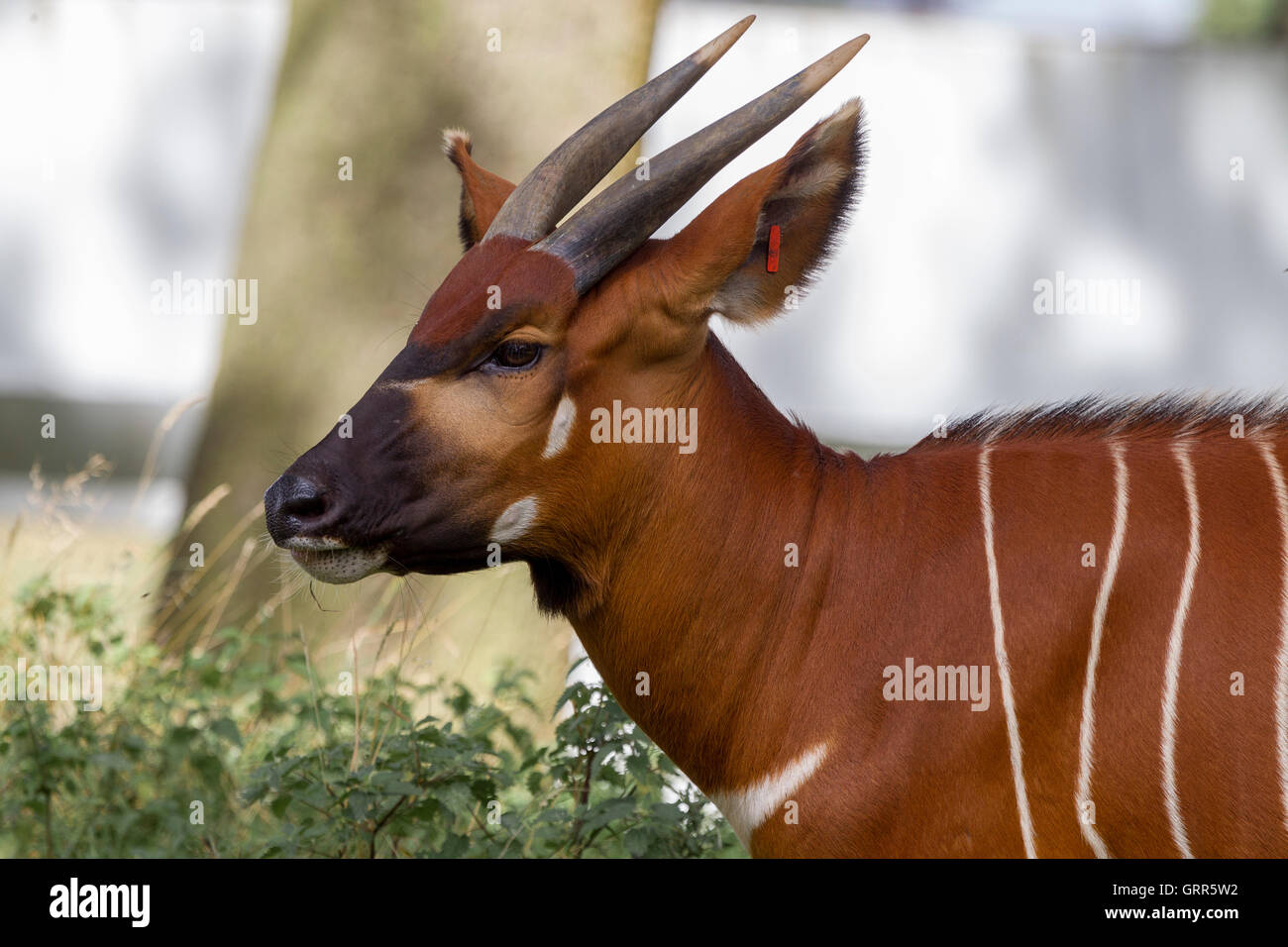 La montagne de l'Est Bongo. Tragelaphus eurycerus isaaci ssp., le Woburn Safari Park. Banque D'Images