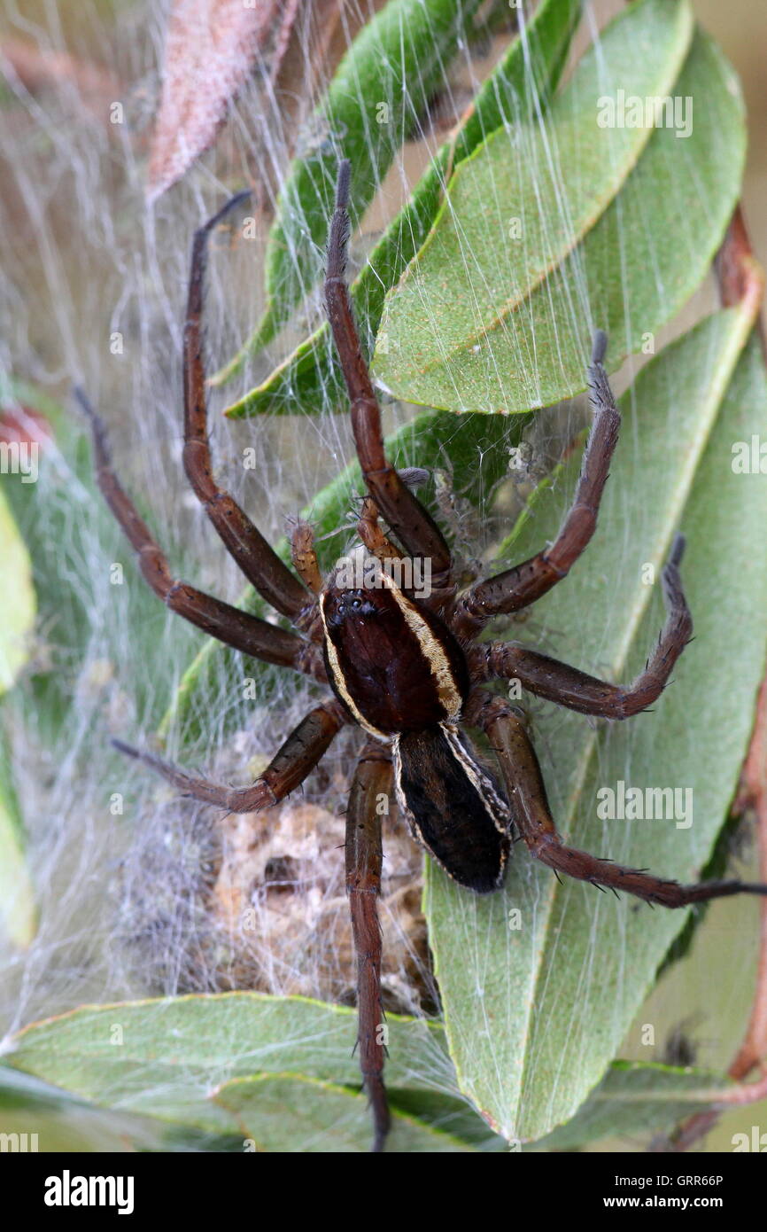 Nid d'un radeau spider, la plus grande et la plus acerbe des araignées Banque D'Images