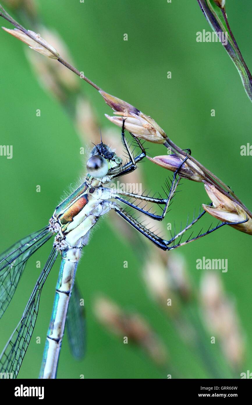 Damselfy Lestes sponsa, Emeraude Banque D'Images