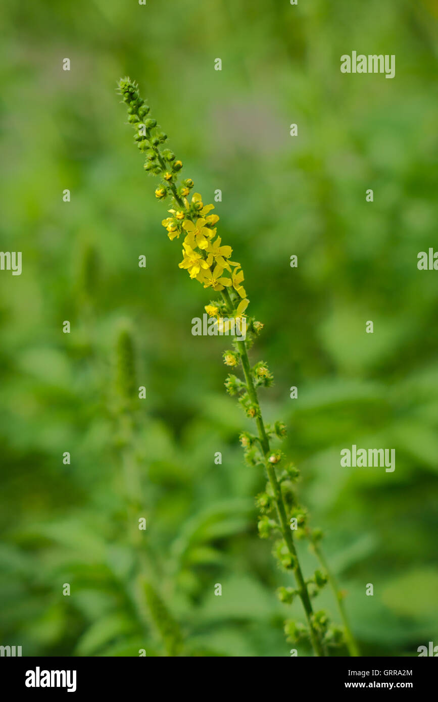 Agrimonia eupatoria flower Banque D'Images