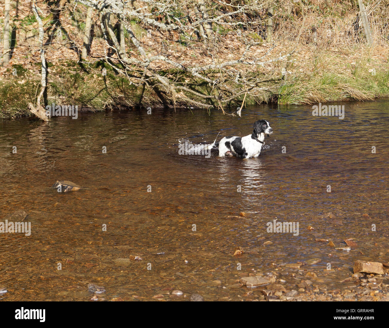 Spaniel chien jouant dans l'eau Banque D'Images