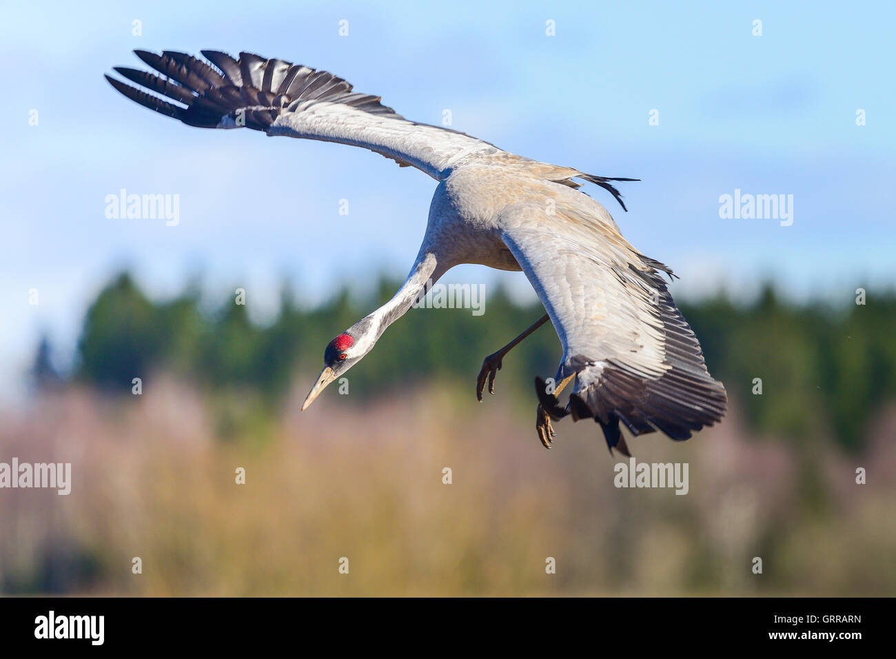 Grue eurasienne landing Banque D'Images