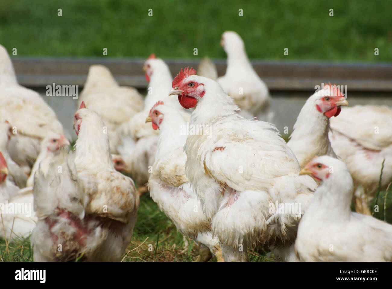 Poules biologiques d'être autorisé à vivre une vie plus naturelle à l'extérieur Banque D'Images
