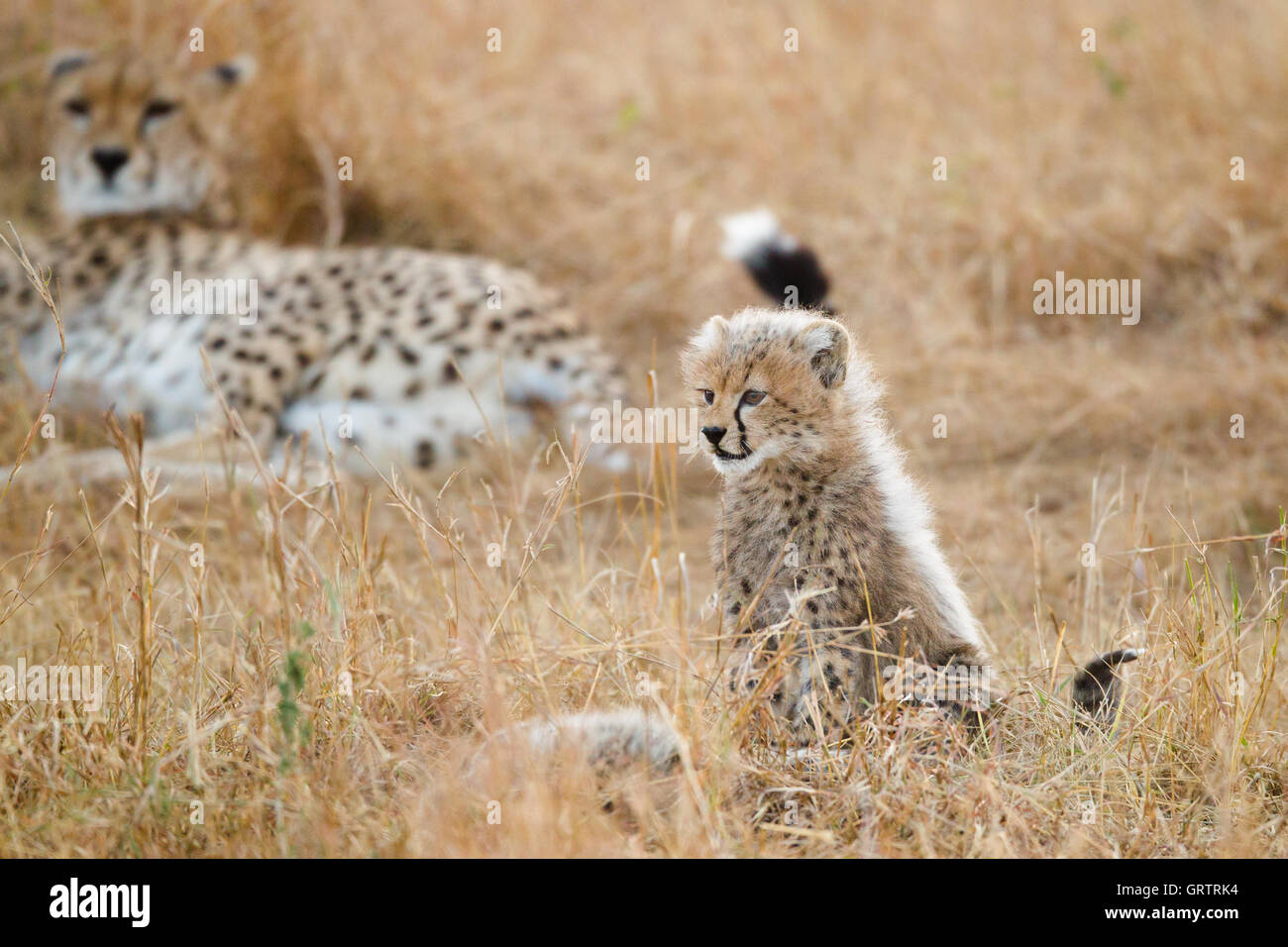 La famille guépard dans l'herbe Banque D'Images