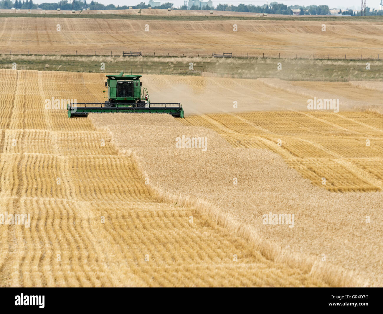 Un agriculteur à l'aide d'une moissonneuse-batteuse John Deere les récoltes de blé, de Warner, de l'Alberta, Canada. Banque D'Images