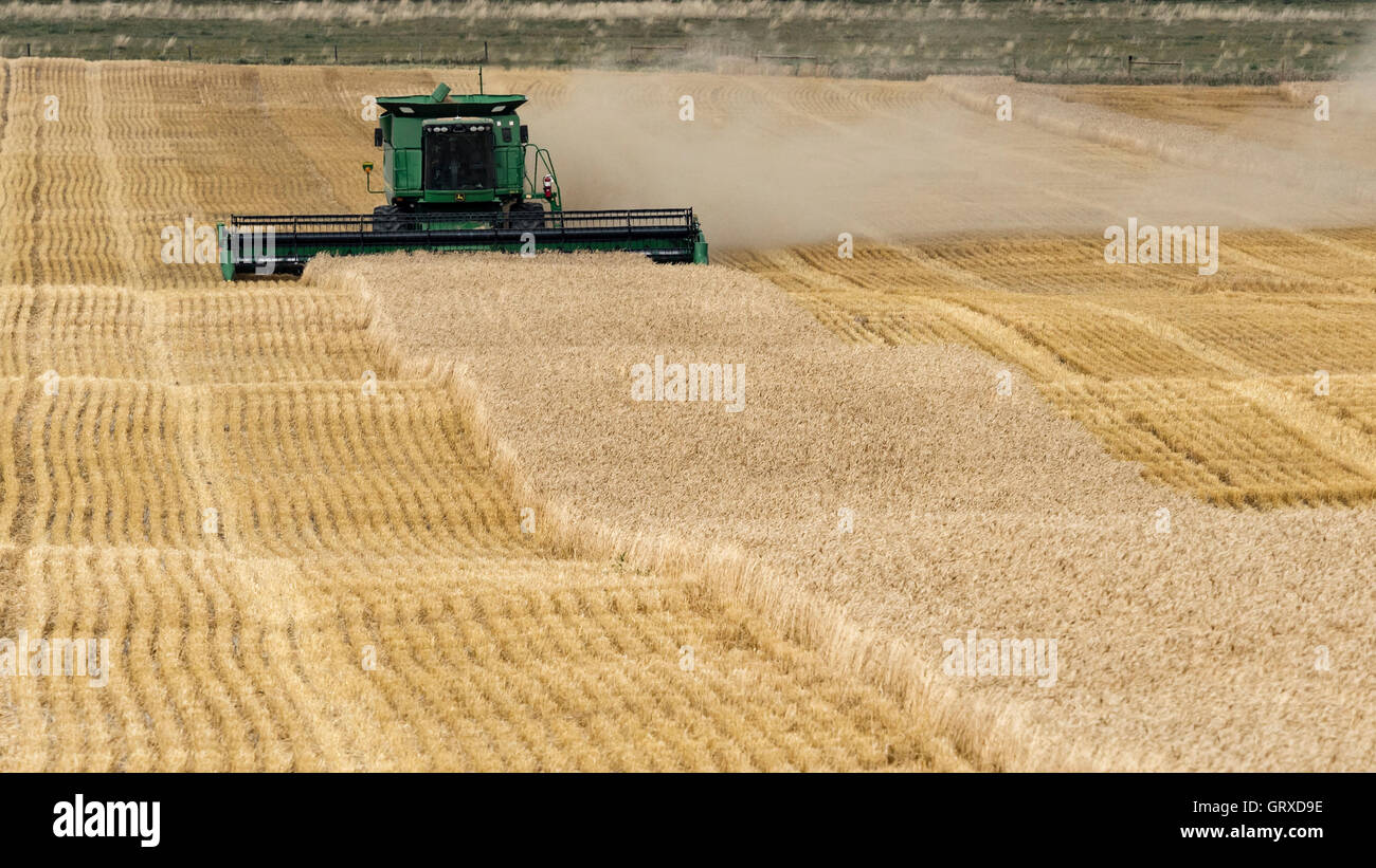 Un agriculteur à l'aide d'une moissonneuse-batteuse John Deere les récoltes de blé, de Warner, de l'Alberta, Canada. Banque D'Images