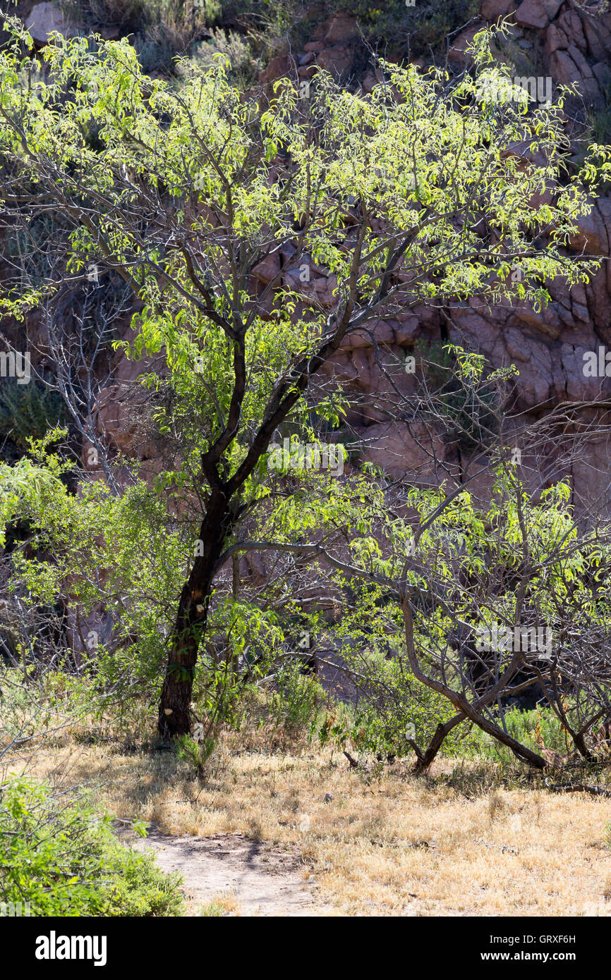 Un arbre mesquite en progression depuis l'Arizona Trail dans la zone de vidage du Ripsey Montagnes Tortilla au sud de l'Arizona. Banque D'Images