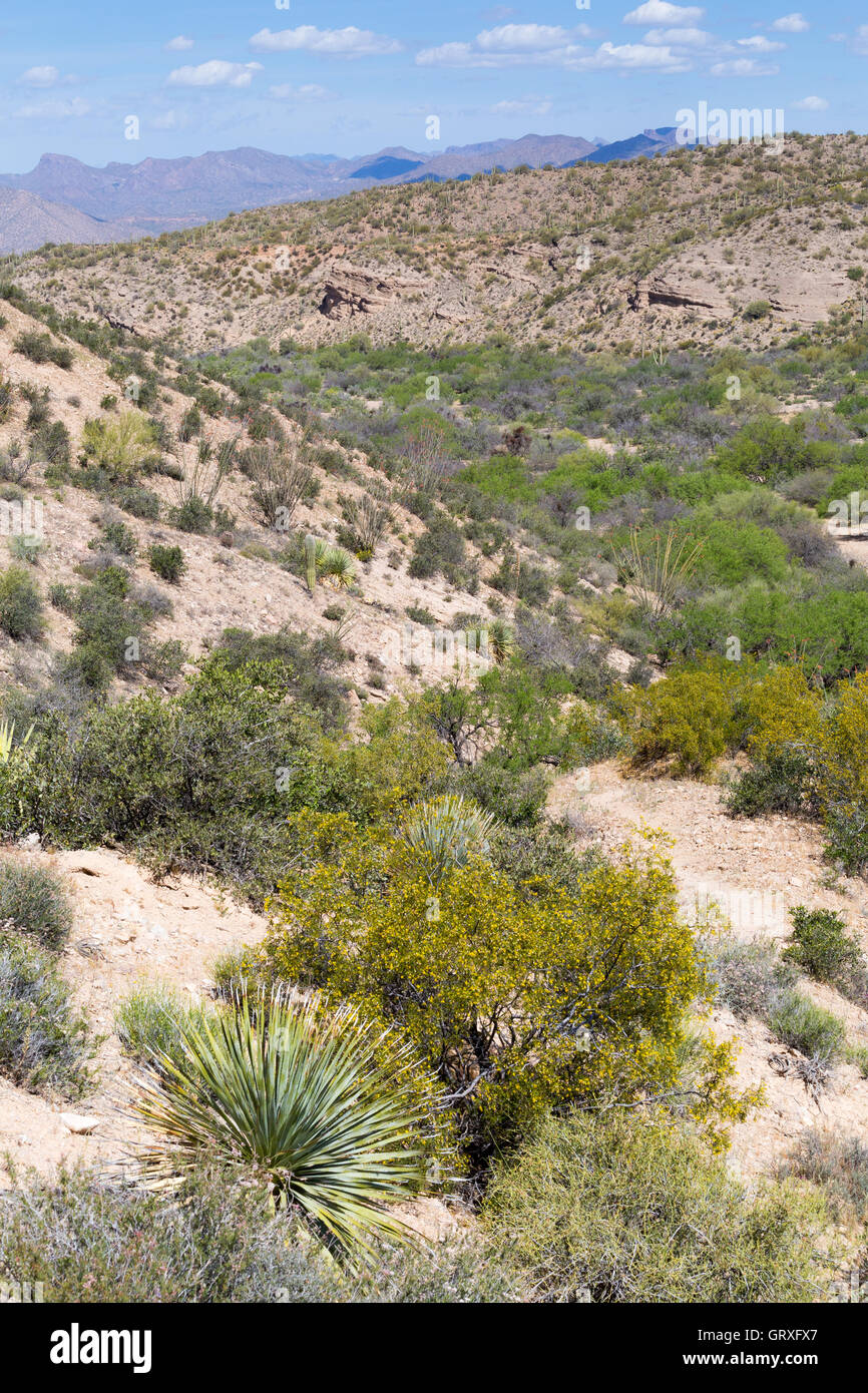 Un lavage à sec serpentant à travers la zone de vidage du Ripsey Tortilla montagnes le long de la piste de l'Arizona au sud de l'Arizona. Banque D'Images