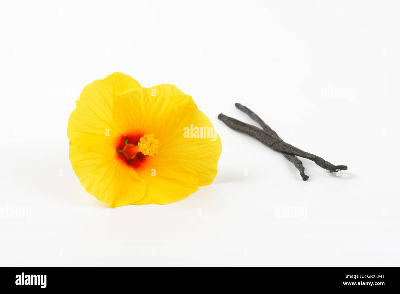 Fleur d'hibiscus et de gousses de vanille sur fond blanc Banque D'Images