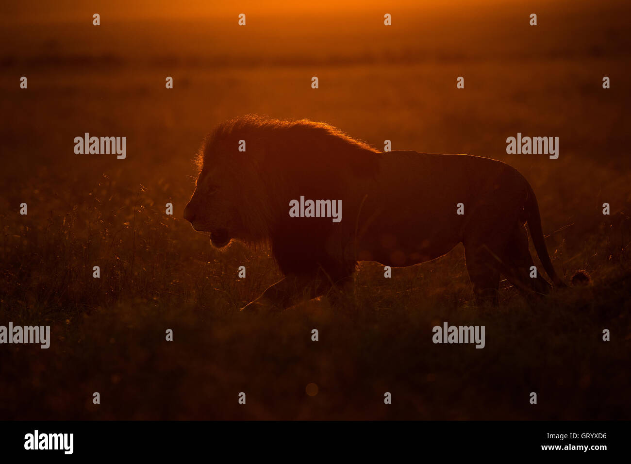 Un lion africain promenades au lever du soleil, dans le Masai Mara Banque D'Images