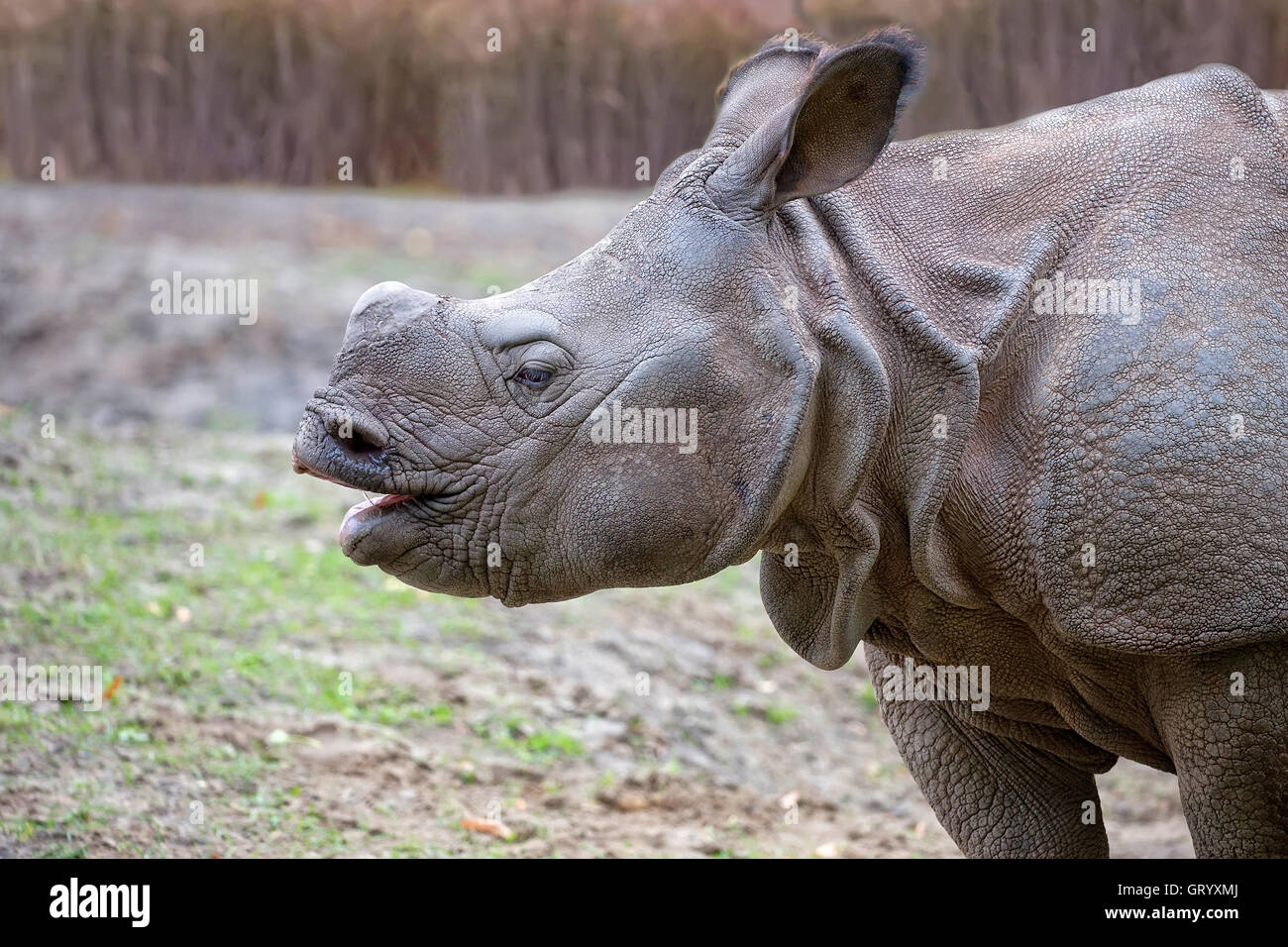 Rhino dans une clairière, un portrait Banque D'Images Rhino dans une clairière, un portrait Banque D'Images
