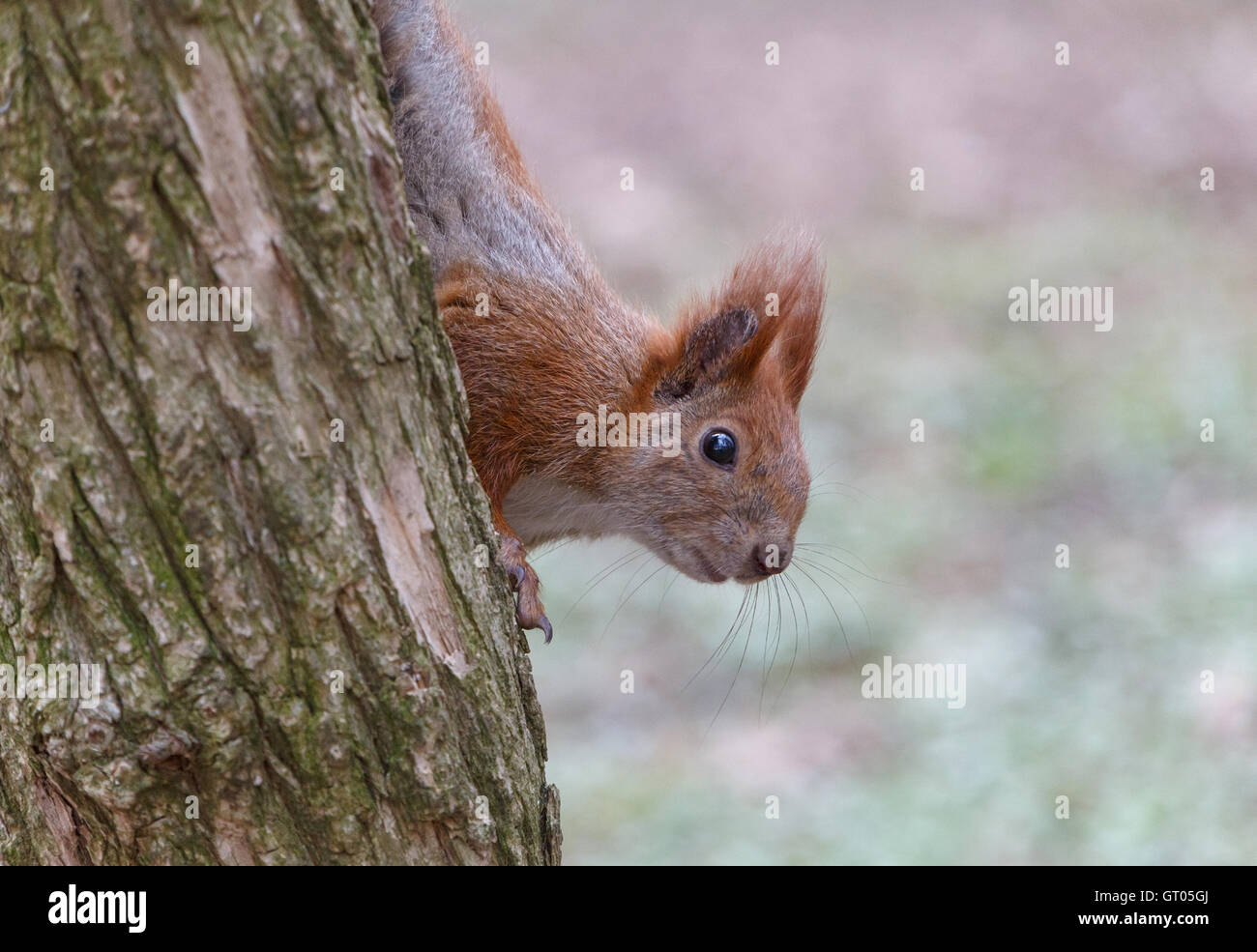 Close up of squirrel on tree Banque D'Images